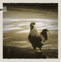 Antiquing-Images-Photoshop-7