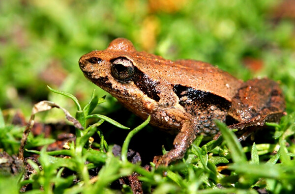 Eastern-Common-Froglet