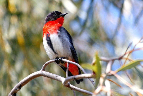 Mistletoebird