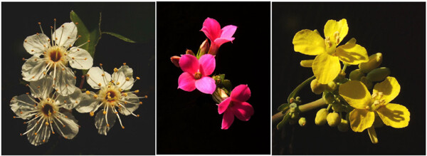 Flowers-Bucket