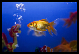 Pet-Fish