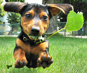 Pet-Photograph