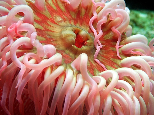 Under-Water-2