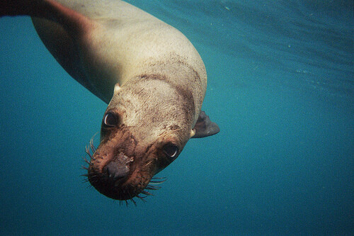Under-Water-3