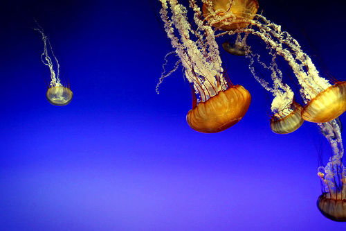 Under-Water-9