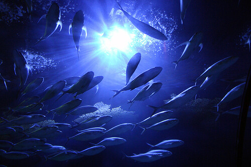 Under-Water