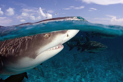 Underwater-15