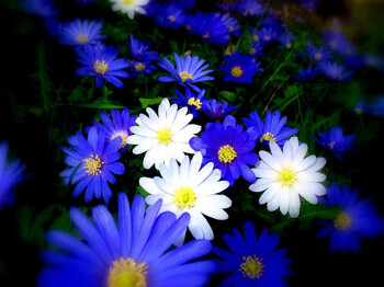 photographing flowers