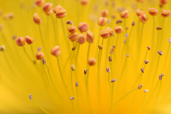 Flower-2