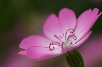 Flower-Photography