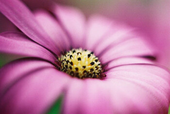 Flowers-Photography