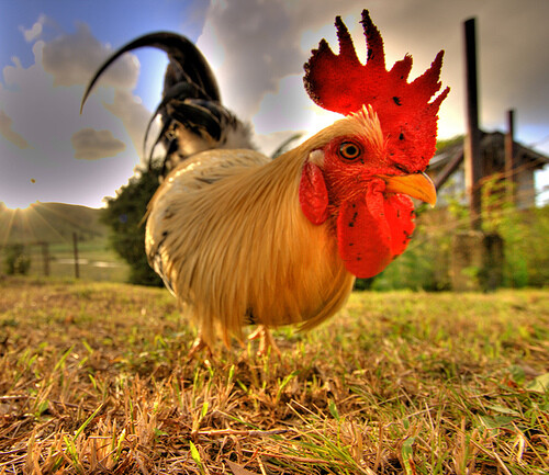 Wide-Angle-Lens-12-1