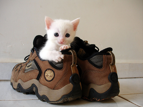 cat in shoe