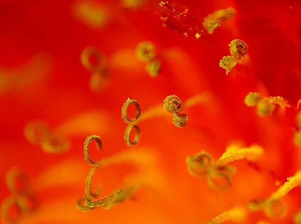 super macro 2 Süper makro (çok yakın) fotoğrafları nasıl çekilir?
