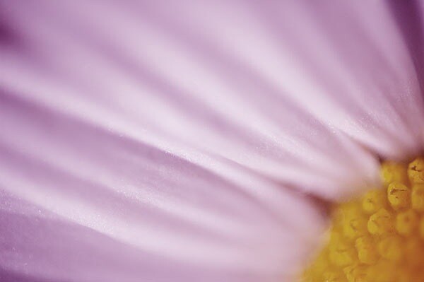 super macro 3 Süper makro (çok yakın) fotoğrafları nasıl çekilir?