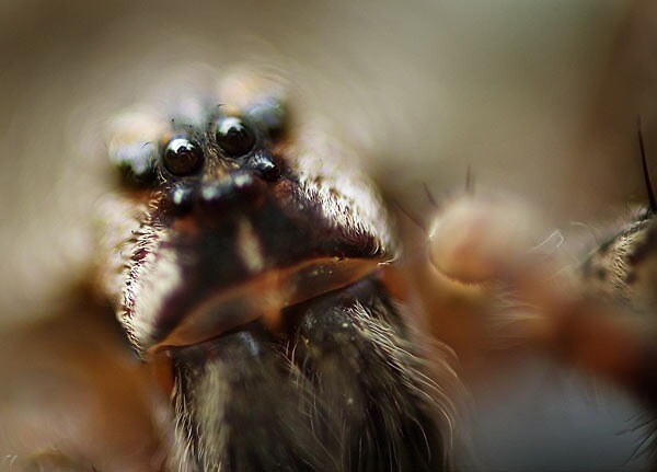 super macro 4 Süper makro (çok yakın) fotoğrafları nasıl çekilir?