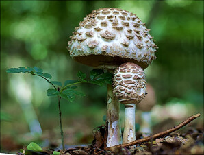 Fungi-2