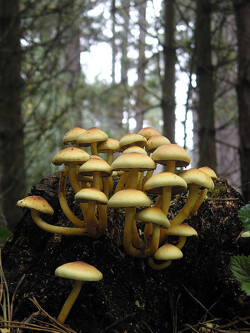 Fungi