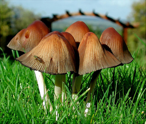 Images Of Mushrooms