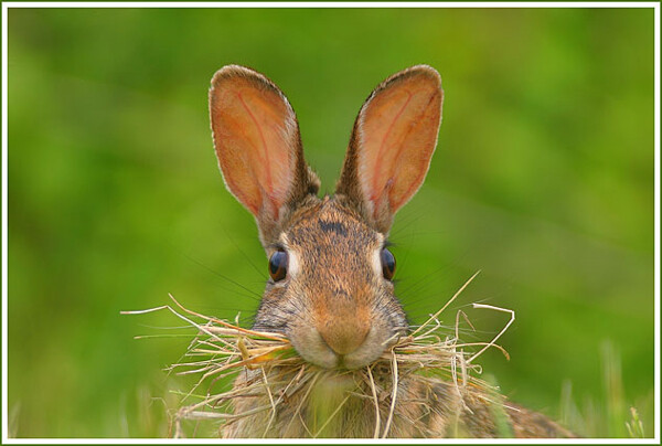 Cottontail