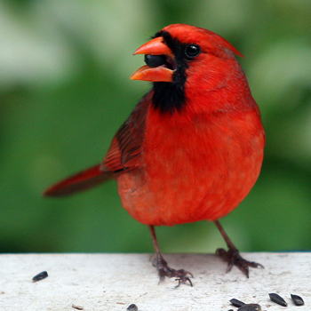 Cardinal Bird on Bird Photography Jpg