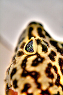 Lizard-Eye-Hdr