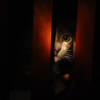 Low-Light-Focus