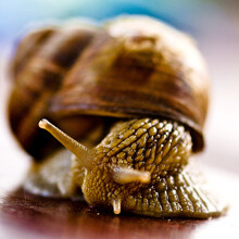 Macro-1