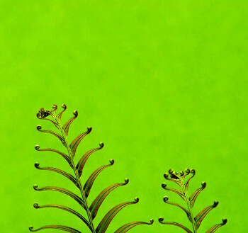 Simplify-Images