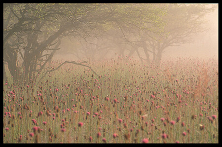 Landscape-2