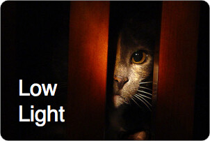 Manual-Focus-Low-Light