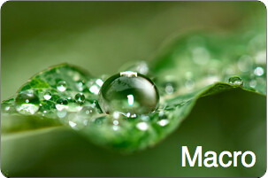 Manual-Focus-Macro