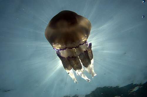 Under-Water-1