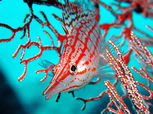 Under-Water-12