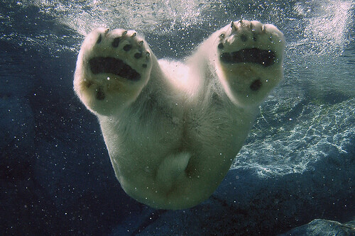 Under-Water-14
