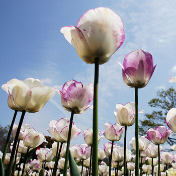 Photography With Flowers