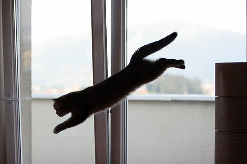 Photography-Pets-5