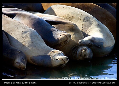 101806_sea_lion_siesta_500cc.jpg