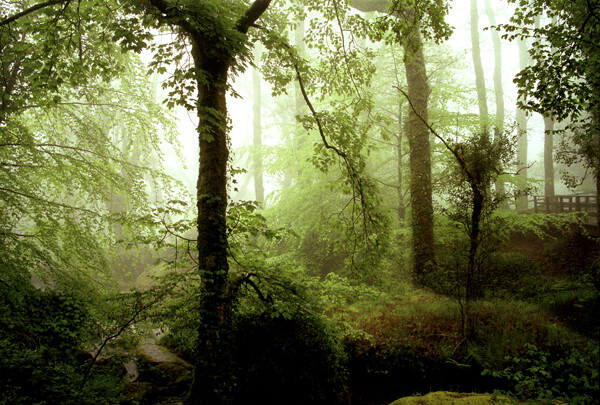 Dartmoor Wood