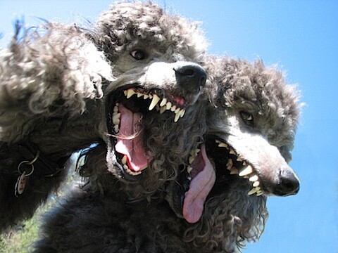 Dogs-1.jpg