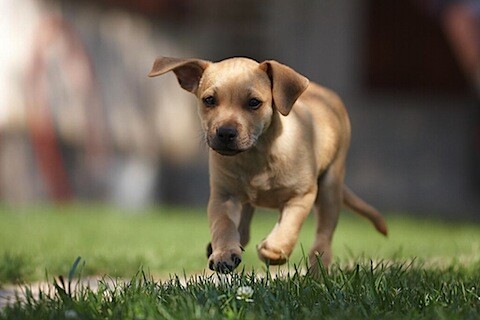 Dogs-2.jpg