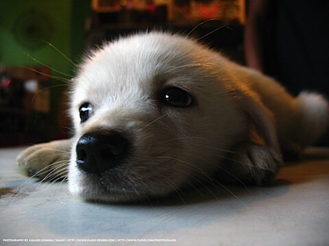 Dogs-3.jpg