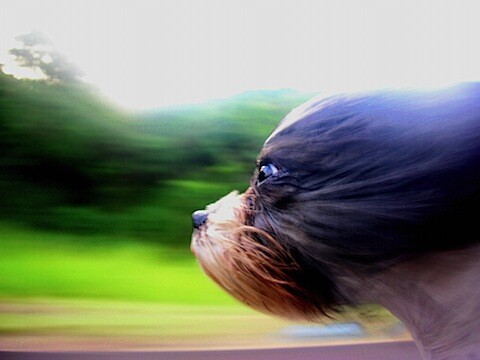 Dogs-4.jpg