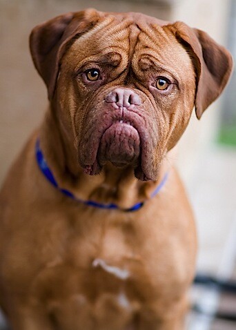 Dogs-5.jpg