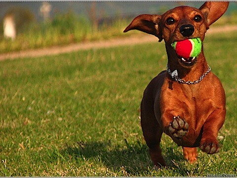 Dogs-7.jpg