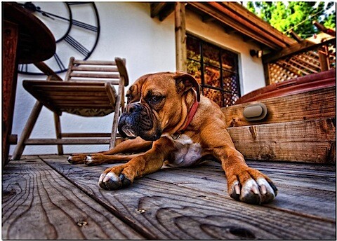 Dogs-8.jpg
