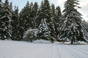 cold weather photography - copyright Karen Carey