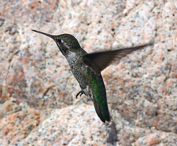 صور طائر الطنان photo hummingbirds