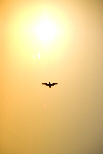 2625742173_f35ab1df2d_o