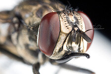 macro
